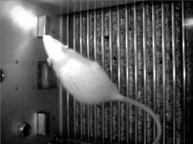 Figur 34: Et bilde fra en videosekvens med en rotte i eksperimentburet.