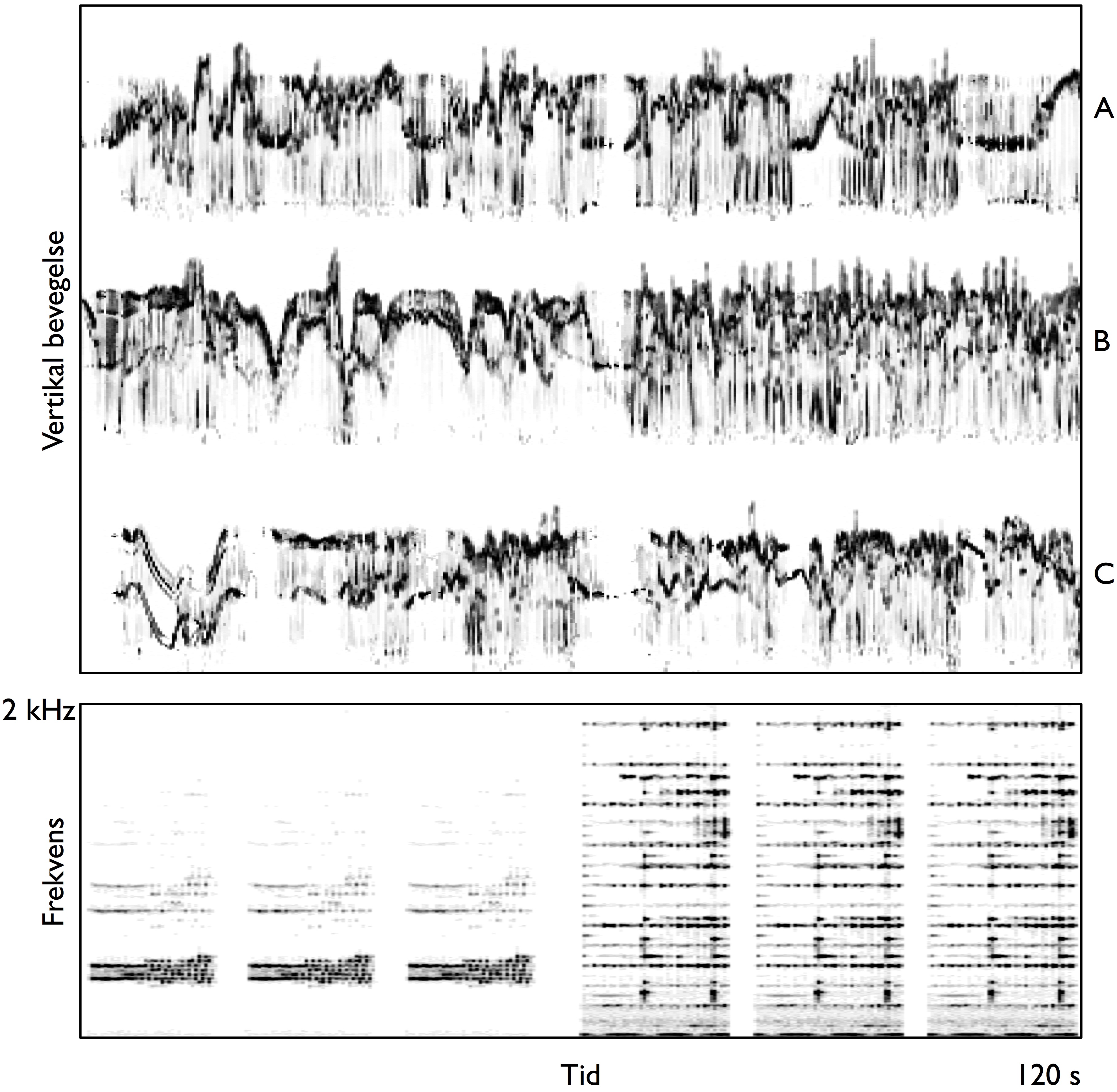 Figur 44: Utsnittet viser bevegelseskurvene til tre dansere (A, B, C) som beveger seg til to musikkeksempler som hver er gjentatt tre ganger. Spektrogrammet (nederst) viser forskjellen i register og tekstur i lydeksemplene.